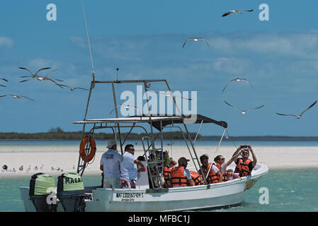 Bateau d'excursion avec les touristes à l'alimentation des goélands dans l'Holbox Laguna Conil, Mexique Banque D'Images