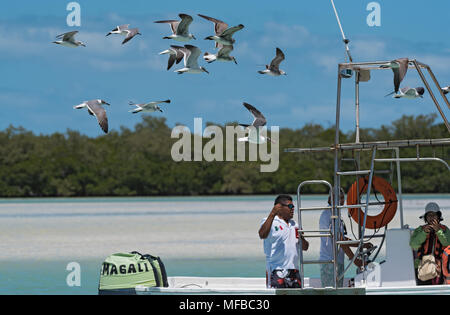 Bateau d'excursion avec les touristes à l'alimentation des goélands dans l'Holbox Laguna Conil, Mexique Banque D'Images