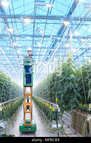 L'inspection des travailleurs Plants in Greenhouse Banque D'Images