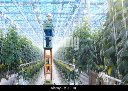 Les travailleurs agricoles Inspection Plants in Greenhouse Banque D'Images