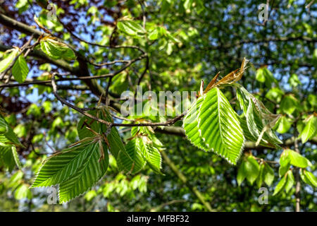 Fagus grandifolia 'caroliniana', hêtre américain, nouvelles feuilles fraîches de soleil Banque D'Images