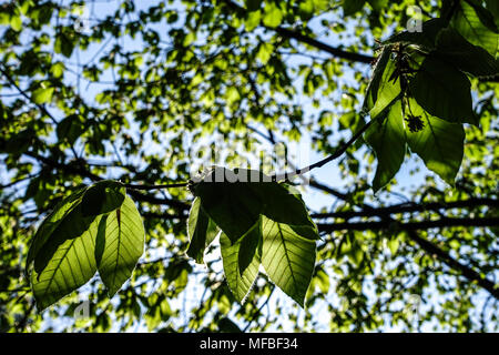 Fagus grandifolia 'caroliniana', hêtre américain, nouvelles feuilles fraîches plante solaire Banque D'Images