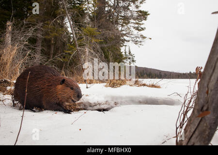 MAYNOOTH, ONTARIO, CANADA - 24 Avril 2018 : un Castor du Canada (Castor canadensis) fourrages pour l'alimentation. ( Ryan Carter ) Banque D'Images