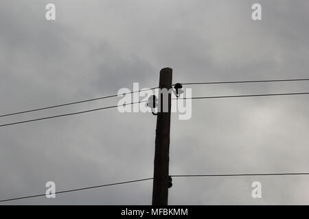 Contre un fond de ciel sombre fils sur un poteau en bois avec isolant Banque D'Images