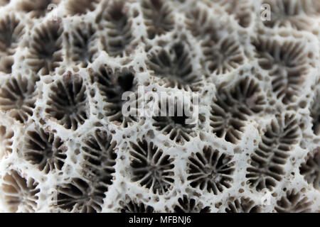 Surface de corail Macro. La texture de la mer de près. Fond naturel. Banque D'Images