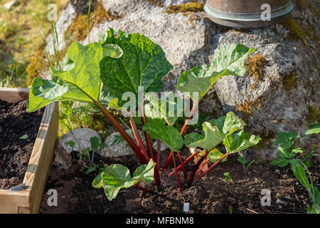 'Elmblitz» la rhubarbe, Vin-rabarber (Rheum rhabarbarum) Banque D'Images