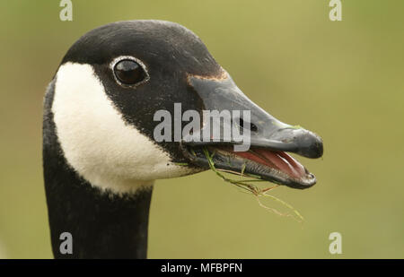 Un head shot of a nourrir la Bernache du Canada (Branta canadensis) avec son bec ouvert et langue montrant. Banque D'Images