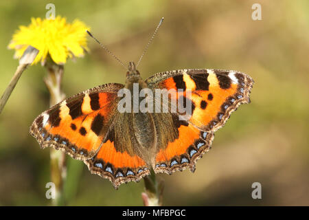 Un joli petit papillon écaille (Aglais urticae) nectar sur une fleur jaune tussilage (Tussilago farfara). Banque D'Images