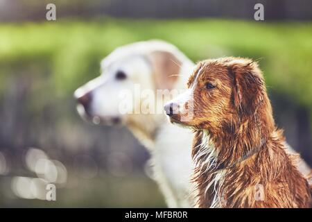 Deux chiens en été la nature. Labrador Retriever et Nova Scotia Duck Tolling Retriever assis sur la rive du lac au coucher du soleil. Banque D'Images