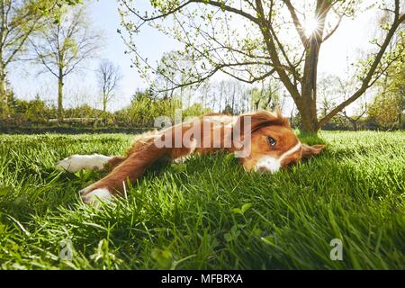 Le printemps sur le jardin. Mignon chien (Nova Scotia Duck Tolling Retriever) reposant en vertu de l'arbre sur le jardin pendant le coucher du soleil. Banque D'Images
