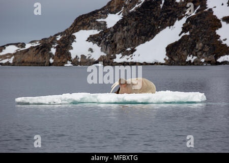 Morse de l'Atlantique, l'île de Spitzberg, archipel du Svalbard, Norvège Banque D'Images