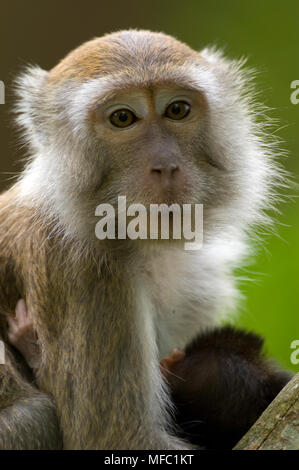 MACAQUE à longue queue Macaca fascicularis avec de jeunes Malaisie Banque D'Images