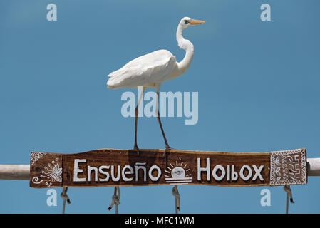 Grande Aigrette (Ardea alba) sur un châssis en bois, Holbox, Mexique Banque D'Images