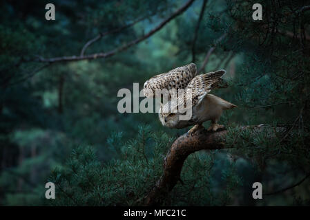 Siberian Eagle owl Bubo bubo sibiricus / / Owl in forest Banque D'Images