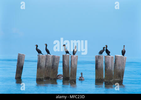 Les cormorans se une brise de l'océan / Floride / oiseaux de mer et de ciel bleu doux / cormoran à aigrettes double Banque D'Images