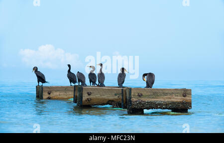 Les cormorans se une brise de l'océan / Floride / oiseaux de mer et de ciel bleu doux / cormoran à aigrettes double Banque D'Images