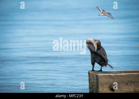 Les cormorans se une brise de l'océan / Floride / oiseaux de mer et de ciel bleu doux / cormoran à aigrettes double Banque D'Images