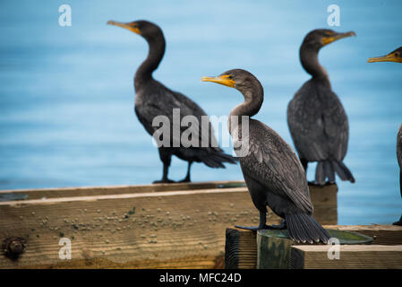 Les cormorans se une brise de l'océan / Floride / oiseaux de mer et de ciel bleu doux / cormoran à aigrettes double Banque D'Images