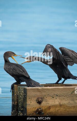 Les cormorans se une brise de l'océan / Floride / oiseaux de mer et de ciel bleu doux / cormoran à aigrettes double Banque D'Images