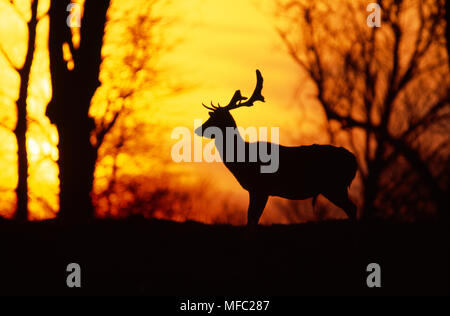 Homme DAIM Dama dama en silhouette au coucher du soleil, promenade Sussex, dans le sud de l'Angleterre Banque D'Images