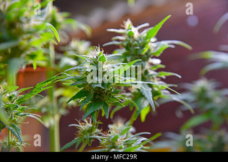 De plus en plus à l'intérieur de l'usine de marijuana arrivant à échéance Banque D'Images