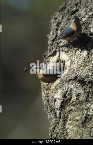 Sitta europaea sittelle européen une paire suppression des fèces de nid, Ludshott (SSSI) commun, Hampshire, Royaume-Uni Banque D'Images