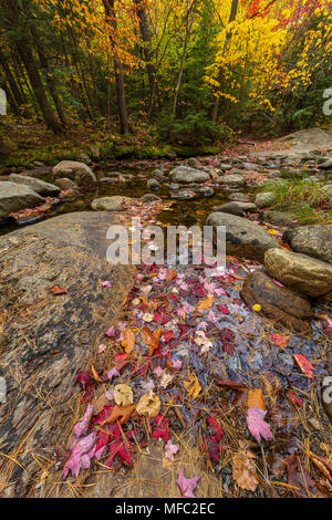 Les feuilles d'automne dans un bassin le long de la rivière Bear, Grafton Notch State Park, Maine Banque D'Images