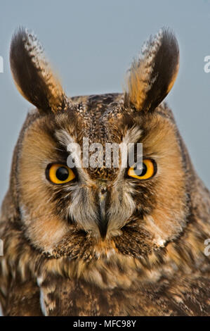 LONG eared Owl (Asio otus) sur l'après, au Royaume-Uni. Prisonnier Banque D'Images