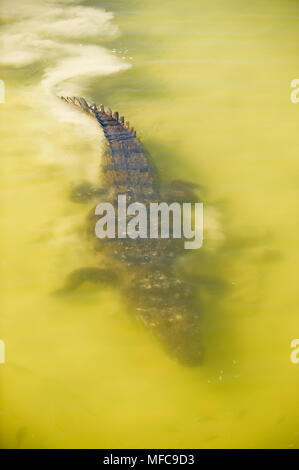 Belize ou Morelet's Crocodile (Crocodylus moreletii) Natation, péninsule du Yucatan, Mexique Banque D'Images