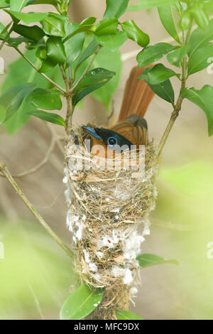 Madagascar-Paradise flycatcher Terpsiphone mutata) féminin (sur son nid, Fenamby Réserver, Daraina, Madagascar Banque D'Images