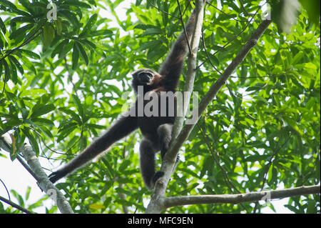 Gibbon Hoolock de l'Ouest (Hoolock hoolock) Jeune femme, Gibbon Wildlife Sanctuary, Assam, Inde, en voie de disparition Banque D'Images