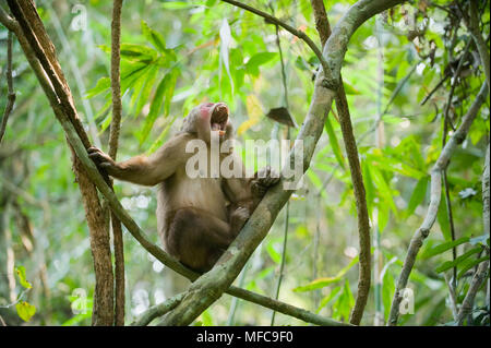 Stump-tailed Macaque (Macaca arctoides) Gibbon Sanctuaire, Assam, Inde. Les espèces vulnérables. Banque D'Images