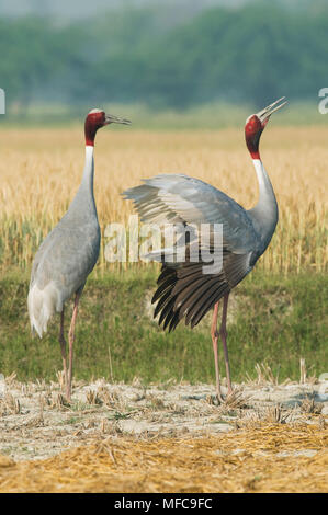 Sarus Crane (Grus antigone) Danse de cour, Agra, Inde Banque D'Images