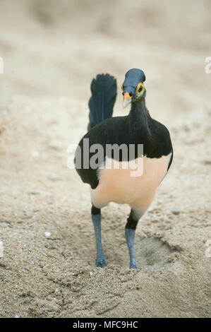 San Martino in Strada (Macrocephalon livraga), oiseau endémique de Megapode Sulawesi, Indonésie, pond des oeufs pour être incubés par sable chaud. En voie de disparition Banque D'Images