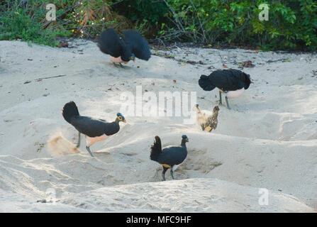 San Martino in Strada (Macrocephalon livraga), oiseau endémique de Megapode Sulawesi, Indonésie, colonie nicheuse commune. En voie de disparition Banque D'Images