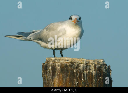 Sterne royale (Sterna maxima) se percher sur un quai abandonné, Haitises National Park, République Dominicaine Banque D'Images