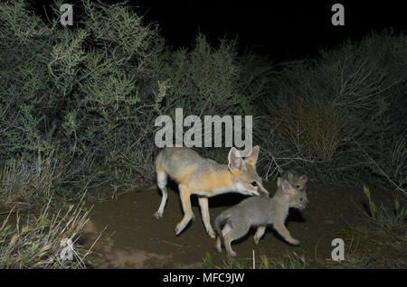 Kit de San Joaquin Fox (Vulpes macrotis mutica) des profils avec de jeunes chiots, Carrizo Plain National Monument (Californie) ENDANDERED : piège de l'appareil photo de nuit pho Banque D'Images