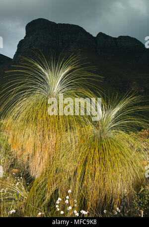 Arbre d'herbe (Kingia australis) endémique à l'ouest de l'Australie, Stirling, parc national de compensation en dessous de Bluff Knoll storm Banque D'Images