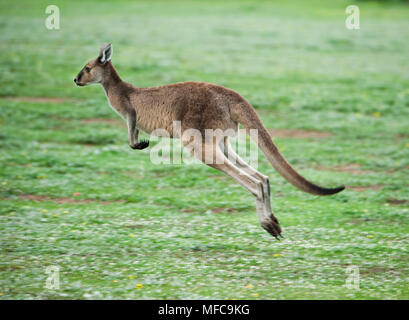 Kangourou gris de l'Ouest (Macropus fuliginosus), Dryandra Réserver, près de Narrogin, Australie occidentale Banque D'Images