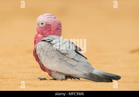 Cacatoès rosalbin, ou cacatoès à poitrine rose (Eolophus roseicapilla), Désert des Pinnacles, le Parc National de Nambung, Australie occidentale Banque D'Images