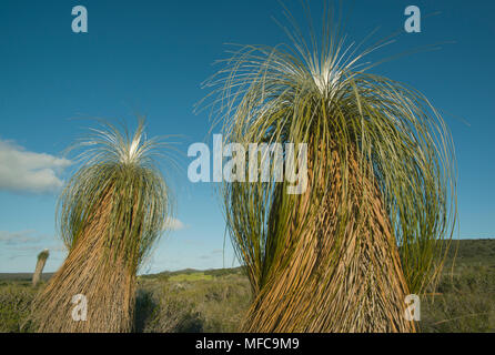 Arbre d'herbe (Kingia australis) endémique à l'ouest de l'Australie, Waychinicup National Park Banque D'Images