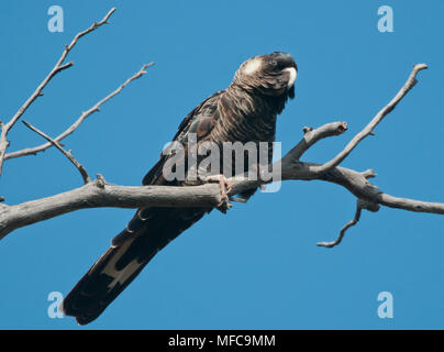 Carnaby's ou le cacatoès noir (Calyptorhynchus latirostris) Tumblebugs Woodland, Australie occidentale en voie de disparition Banque D'Images