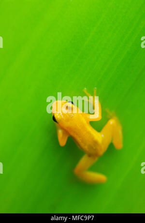 Fusée d'or ( Anomaloglossus beebei Grenouille), endémique à réservoir géant bromelia plantes. Kaieteur Falls, le parc national de Kaieteur, Guyana Banque D'Images