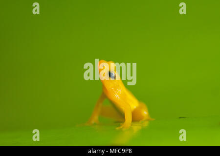 Fusée d'or ( Anomaloglossus beebei Grenouille), endémique à réservoir géant bromelia plantes. Kaieteur Falls, le parc national de Kaieteur, Guyana Banque D'Images