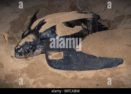 Nid de creusement de la TORTUE LUTH Dermochelys coriacea Las Baulas National Park, Costa Rica, Amérique Centrale Banque D'Images