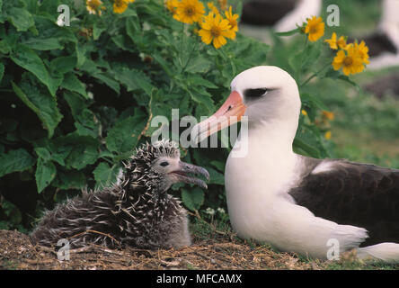 En fonction de l'albatros de Laysan Diomedea immutabilis atoll de Midway, NW Washington Est. Banque D'Images