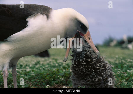 Alimentation d'albatros de Laysan Diomedea immutabilis poussin l'atoll de Midway, nord ouest de l'île de Hawaii Banque D'Images