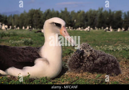 Avec les jeunes d'albatros de Laysan Diomedea immutabilis février l'atoll de Midway, Arizona, USA Banque D'Images