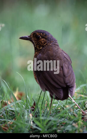Grallaire Grallaria squamigera ondulé sur l'herbe, Réserve Pasochoa Highlands, Equateur, Amérique du Sud Banque D'Images