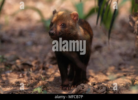 Chien de Bush ou du vinaigre FOX Speothos venaticus Bassin Amazonien, l'est du Brésil Banque D'Images